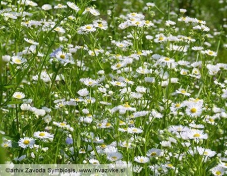 Enoletna suholetnica